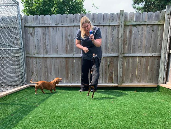 Pet Boarding Dog Boarding